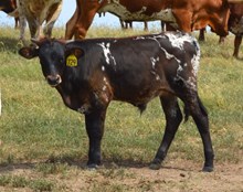 729 Bull