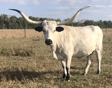 WHC LUCKY'S GRANDE SAFARI
