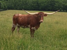 WHC RIO'S DELTA DAWN
