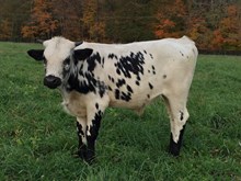 Unnamed Grande Safari's Steer 