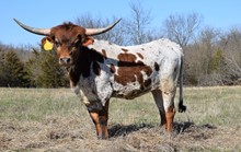 SHAMROCK PISTOL COWGIRL